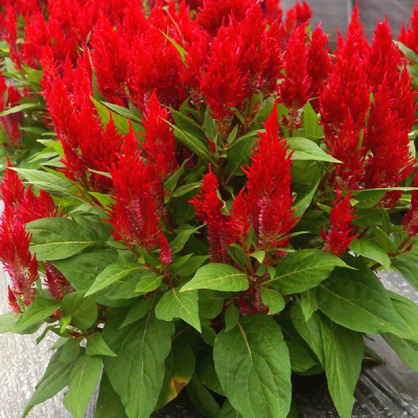 Flamma Bright Red Celosia Seed