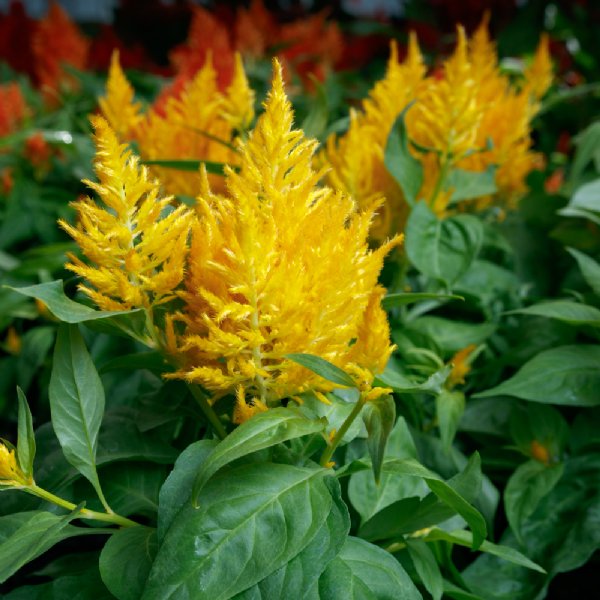 Flamma Golden Celosia Seed