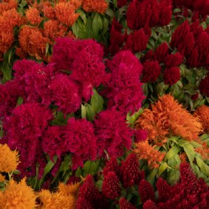 Flamma Mix Celosia Seed