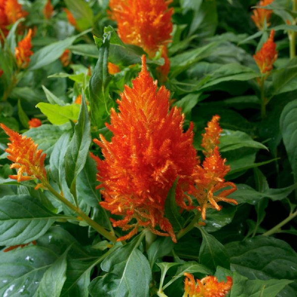 Flamma Orange Celosia Seed