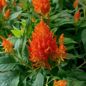 Flamma Orange Celosia Seed