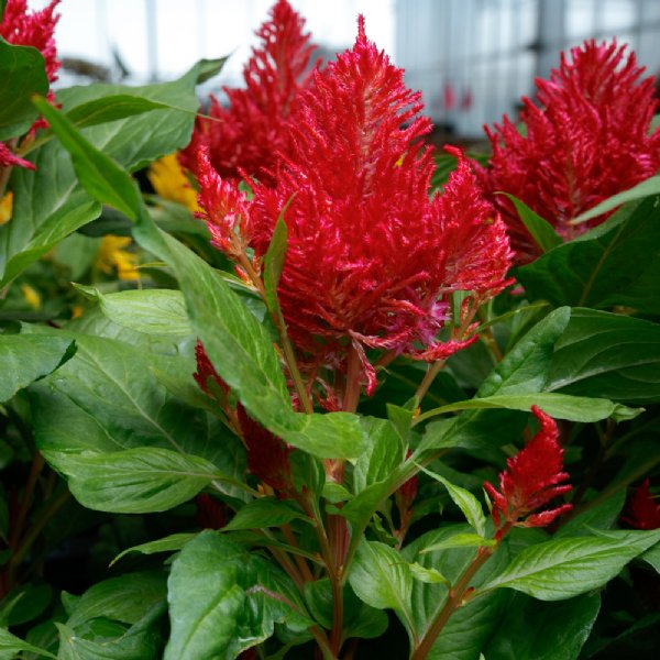 Flamma Red Celosia Seed