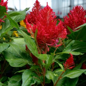 Flamma Red Celosia Seed