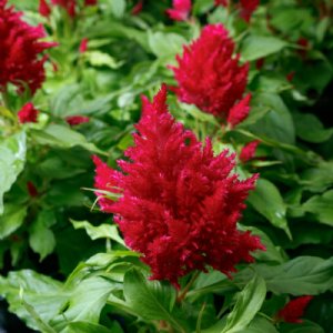 Flamma Rose Celosia Seed