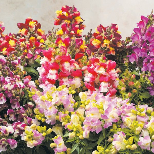 Floral Showers Mix Snapdragon Seed