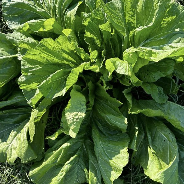 Florida Broadleaf Mustard Seed