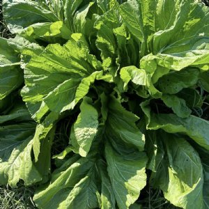 Florida Broadleaf Mustard Seed