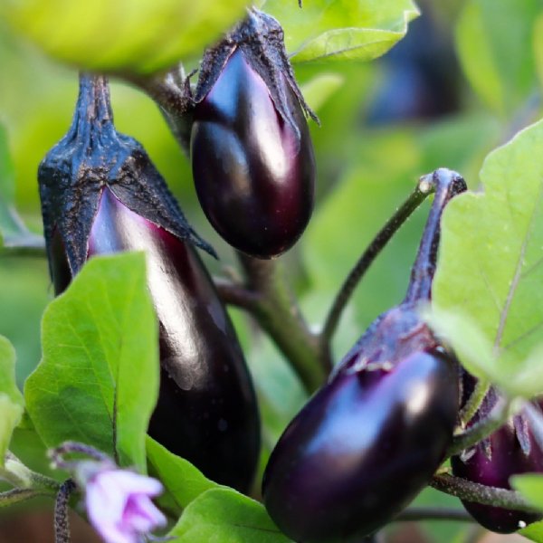 Florida Market Eggplant Seed