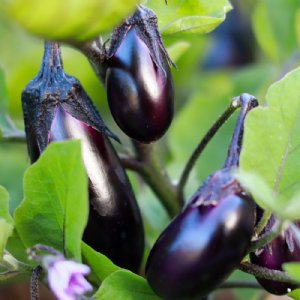 Florida Market Eggplant Seed