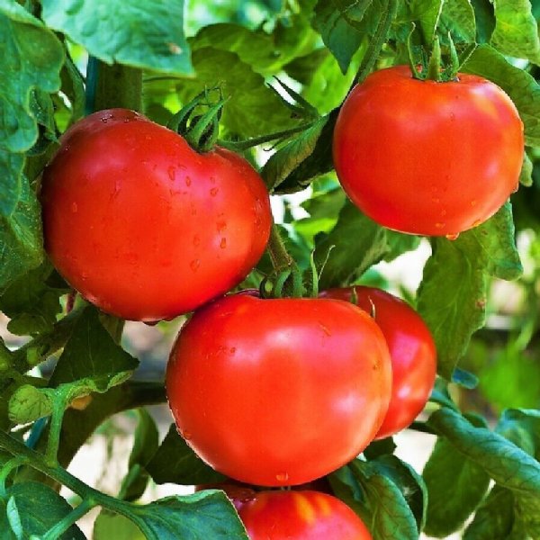 Floridade Tomato Seeds