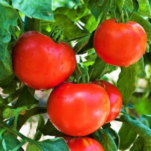 Floridade Tomato Seeds