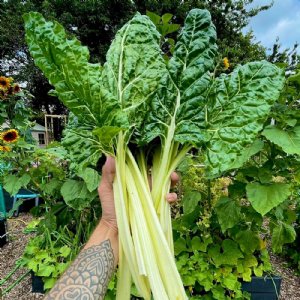 Fordhook Giant Chard Seed