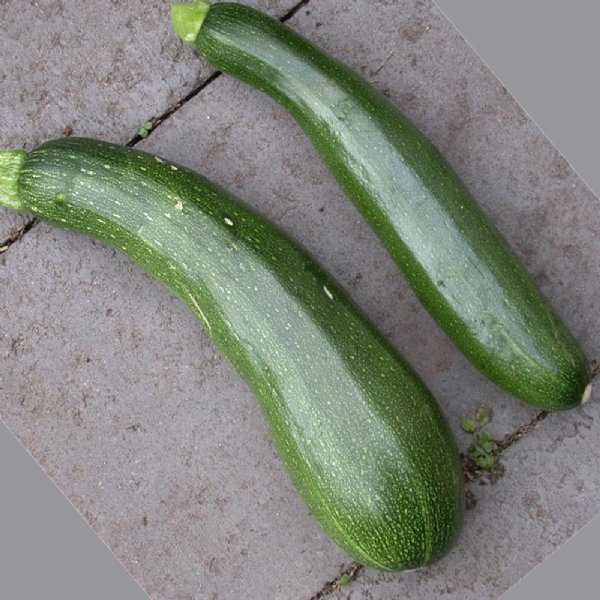 Fordhook Zucchini Squash Seed