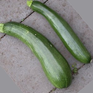 Fordhook Zucchini Squash Seed