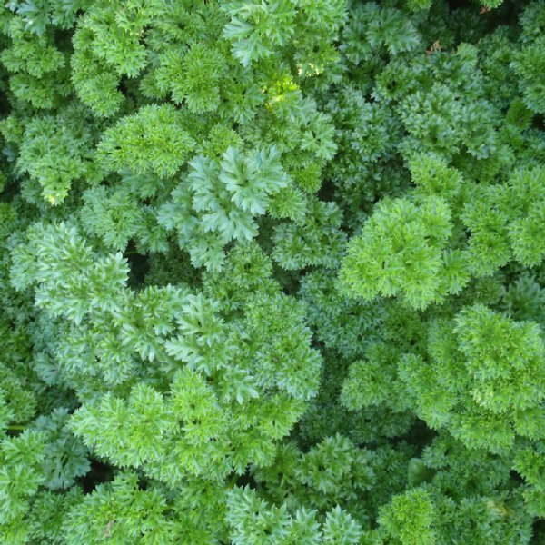 Forest Green Parsley Seed