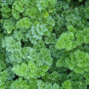 Forest Green Parsley Seed