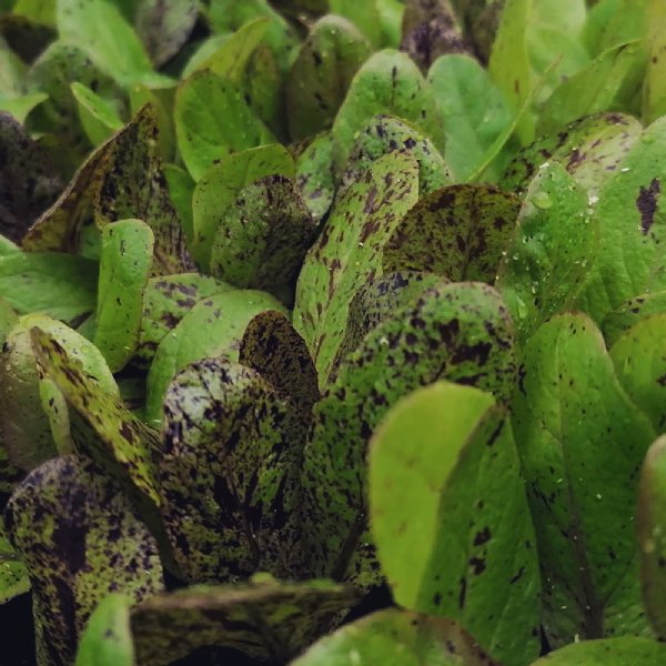 Freckles Lettuce Seed