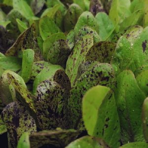 Freckles Lettuce Seed