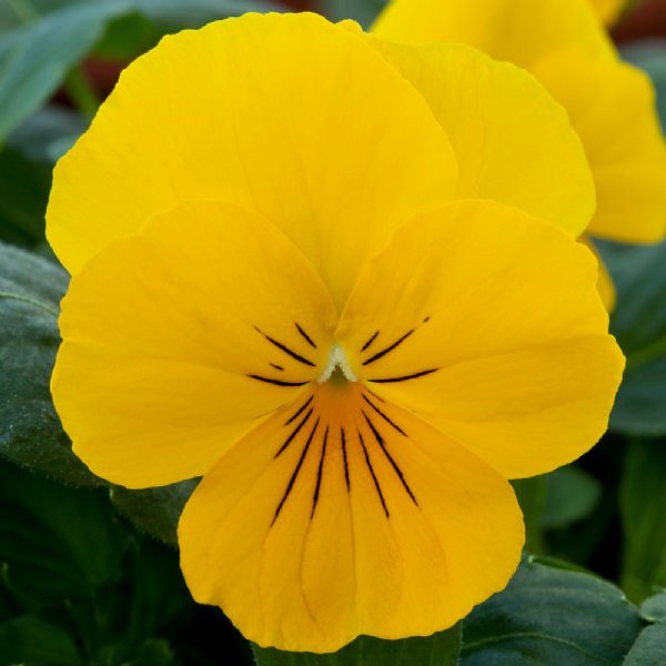 Freefall Golden Yellow Pansy Seed