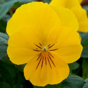 Freefall Golden Yellow Pansy Seed