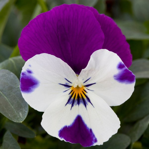 Freefall Purple & White Pansy Seed