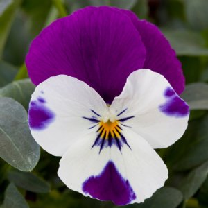 Freefall Purple & White Pansy Seed