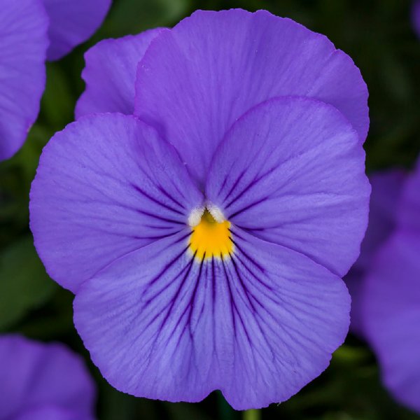 Freefall True Blue Pansy Seed