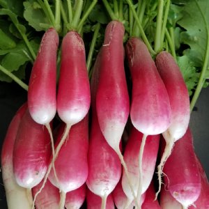 French Breakfast Radish Seed