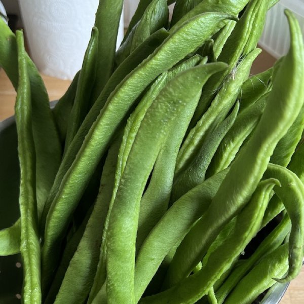 French Garden Bean Seed