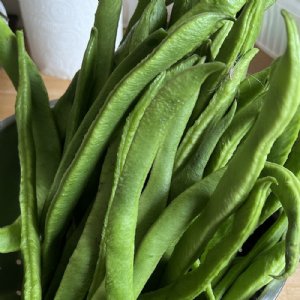 French Garden Bean Seed