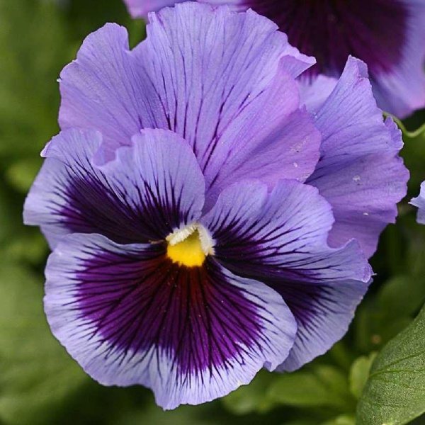 Frizzle Sizzle Blue Pansy Seed