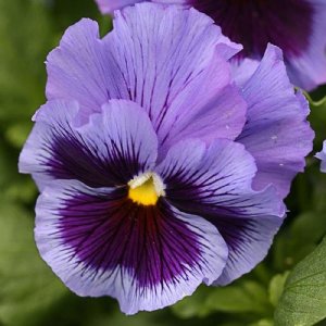 Frizzle Sizzle Blue Pansy Seed