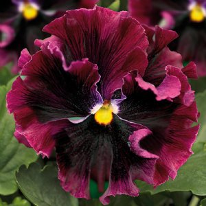 Frizzle Sizzle Burgundy Pansy Seed