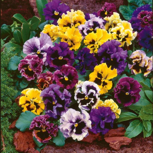 Frizzle Sizzle Mixture Pansy Seed