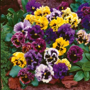 Frizzle Sizzle Mixture Pansy Seed