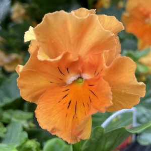 Frizzle Sizzle Orange Pansy Seed