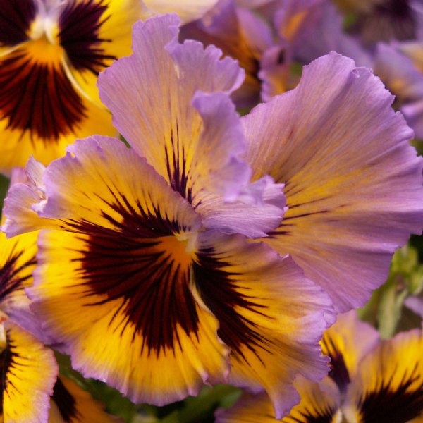 Frizzle Sizzle Yellow Blue Swirl Pansy Seed