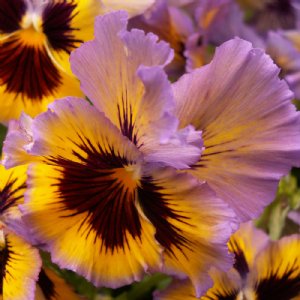 Frizzle Sizzle Yellow Blue Swirl Pansy Seed