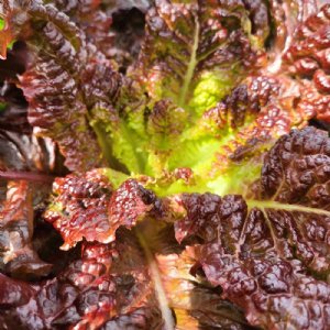 Gabriella Lettuce Seed