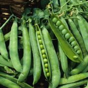 Garden Pea Seeds