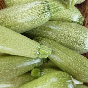 Genovese Zucchini Squash Seed