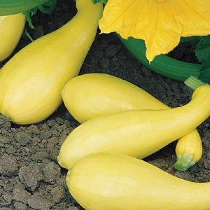 Gentry Squash Seed