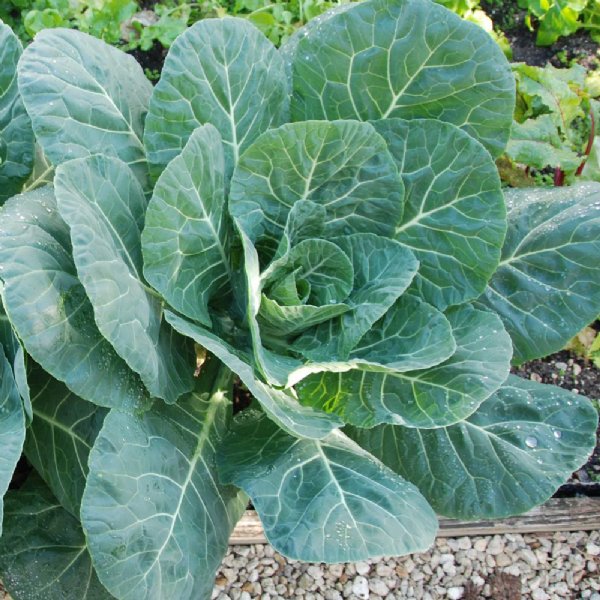 Georgia Collard Seed