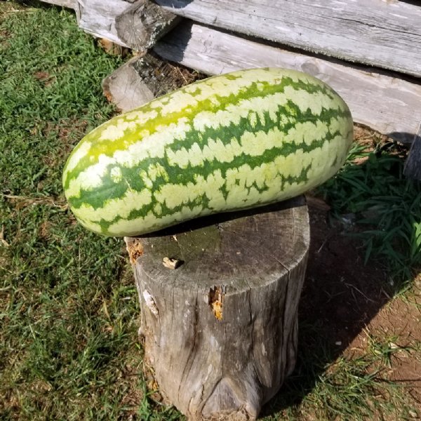 Georgia Rattlesnake Watermelon Seed