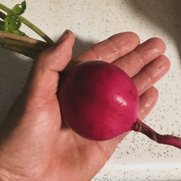 German Giant Radish Seed