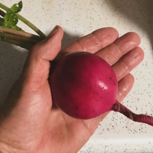 German Giant Radish Seed