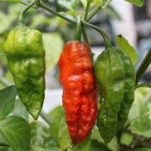 Ghost Pepper Seed