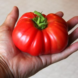 Giant Belgian Pink Tomato Seeds