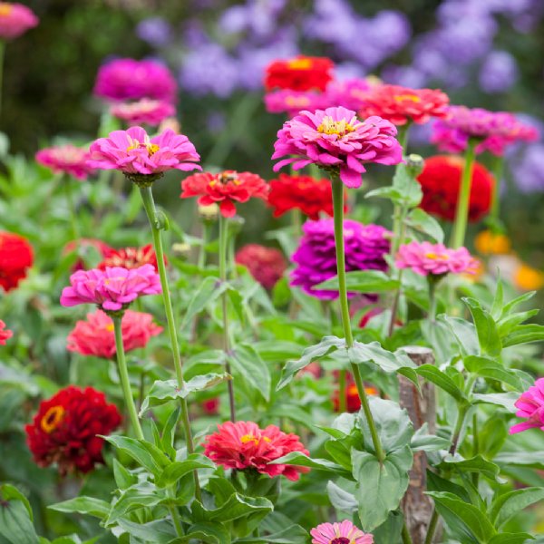 Giant Dahlia Flowered Mix Zinnia Seeds