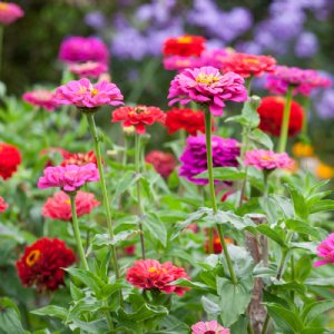 Giant Dahlia Flowered Mix Zinnia Seeds